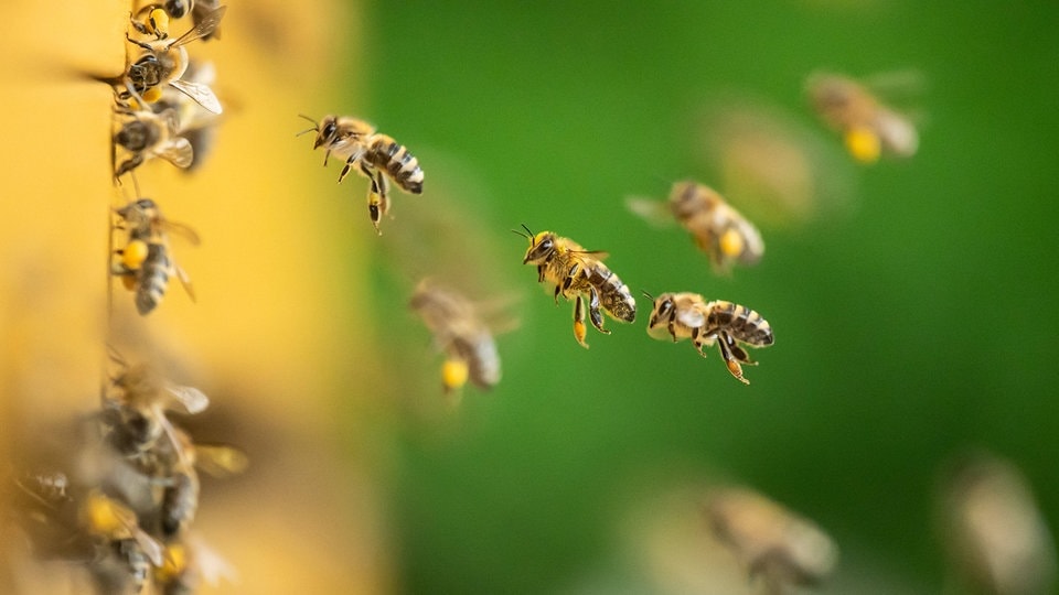 Uni Halle Honigbienen fliegen auf Biolandwirtschaft MDR.DE