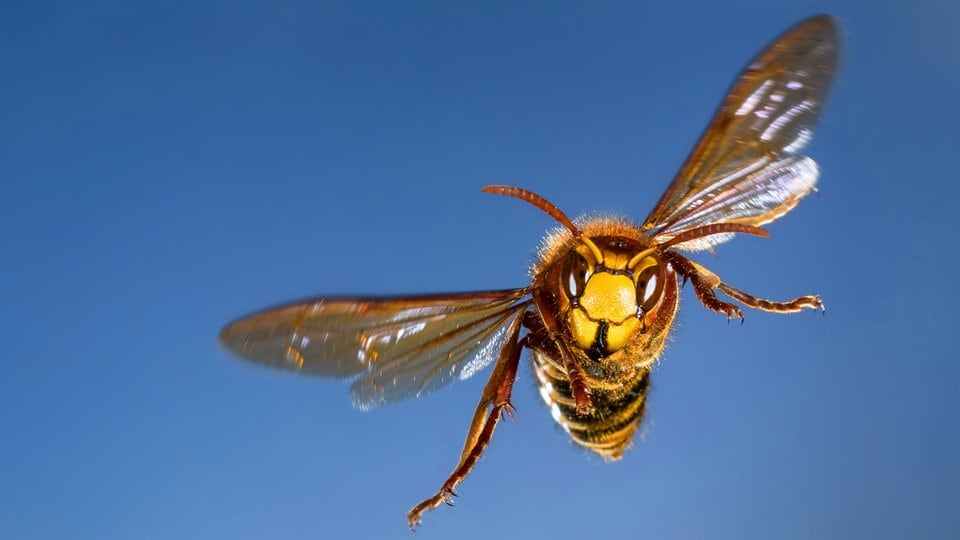 Besonders viele Hornissen beim 