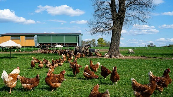 Freilaufende Hühner vor einem großen mobilen Hühnerstall auf der Hühnerweide
