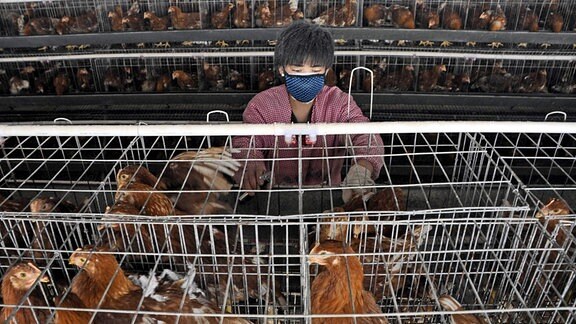 Hühner in Legebatterien in China, 2013