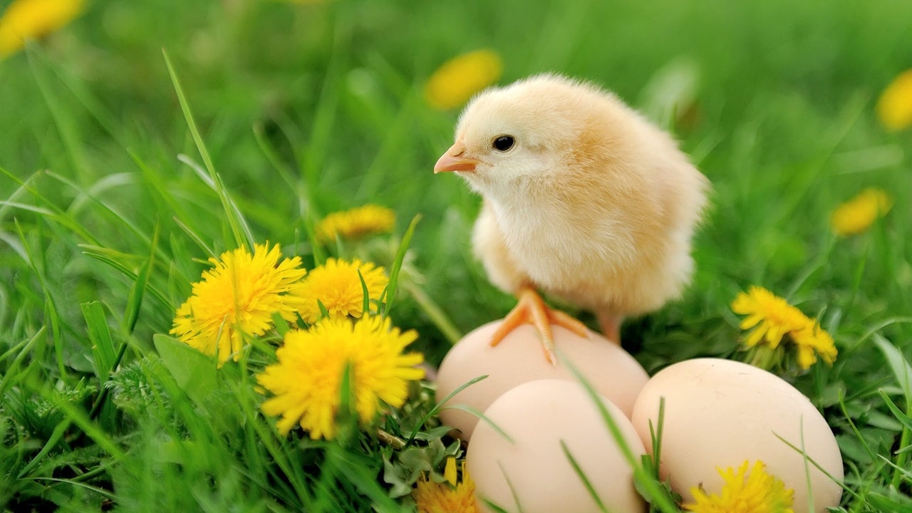 Was war zuerst da das ei oder das huhn Huhn oder Ei — Was war zuerst da?. 20200506 Was war zuerst da das ei oder das huhn Huhn oder Ei — Was war zuerst da?. 20200506