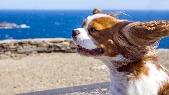 Hund am Strand genießt den frischen Wind.