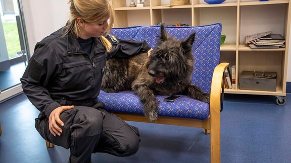 Zotteliger Hund liegt neben Polizistin auf Zweisitzer und wird in Trainingswohnung zu Datenspeicherspürhund ausgebildet.