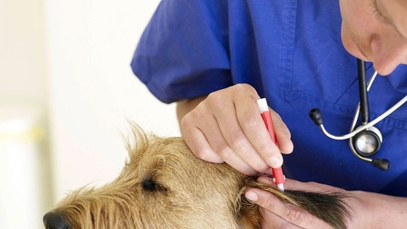 Ein Tierarzt entfernt eine Zecke am Ohr eines Hundes.