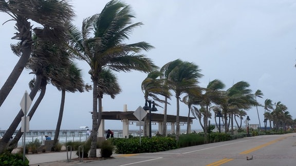Palmen schwanken bei einem Tropensturm.