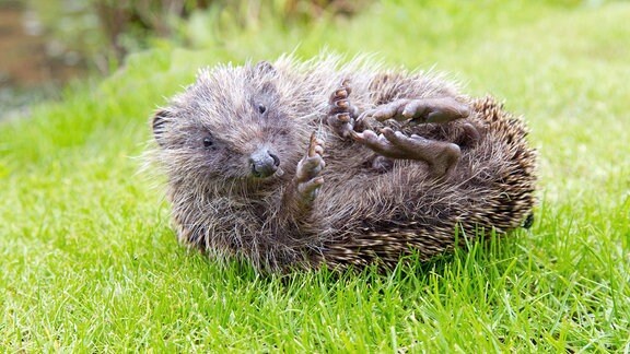 Ausgewachsener Igel, Erinaceous europaeus, entrollt sich auf einem Gartenrasen und zeigt seine Unterseite.