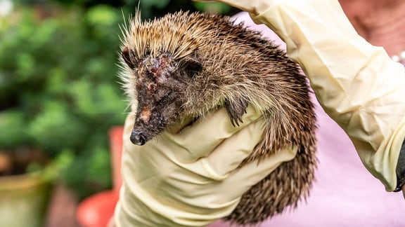 Ein Igel hat eine schwere Kopfverletzung.