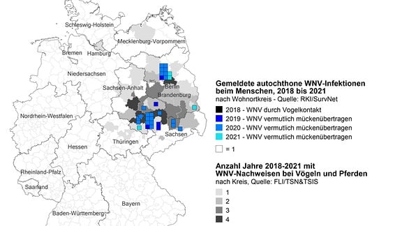 Eine Karte von Deutschland zeigt, dass die meisten Fälle von Westnil-Virus-Infektionen bislang in den ostdeutschen Bundesländern festgestellt wurden.