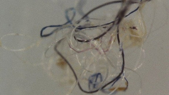 Textile Fasern vom Meeresgrund unter dem Mikroskop