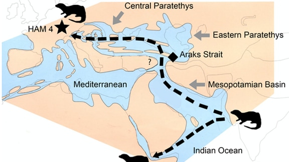 Die Landkarte der Mittelmeerregion vor 13 Millionen Jahren zeigt den Verbreitungsweg von Vishnu-Ottern von Indien nach Afrika und Europa. Eine mit einem Stern und der Abkürzung HAM4 gekennzeichnete Stelle markiert die Ausgrabungsstätte Hammerschmiede im Allgäu.