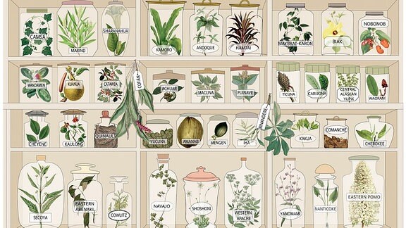 Illustration - Pflanzen