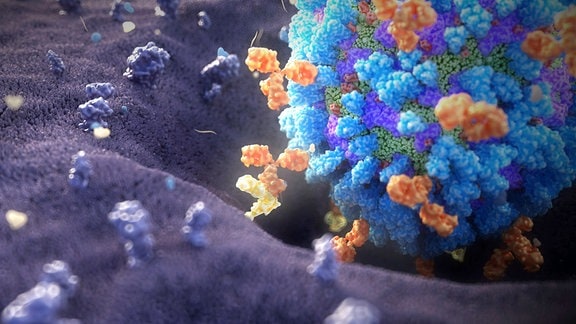 Influenza Antikörper in einer Animation dargestellt