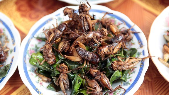 Insekten auf dem Teller