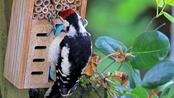 Ein Buntspecht plündert im Sommer ein sogenanntes Insektenhotel.