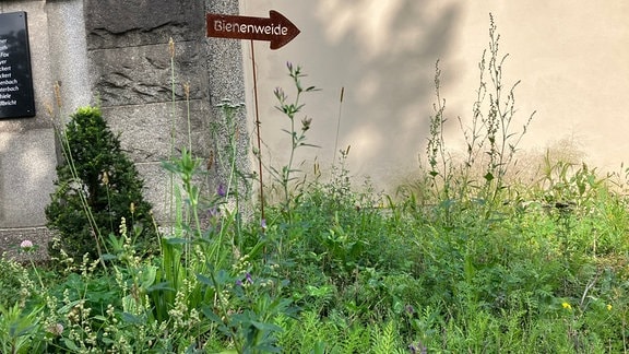 Insektenwiese auf dem Friedhof