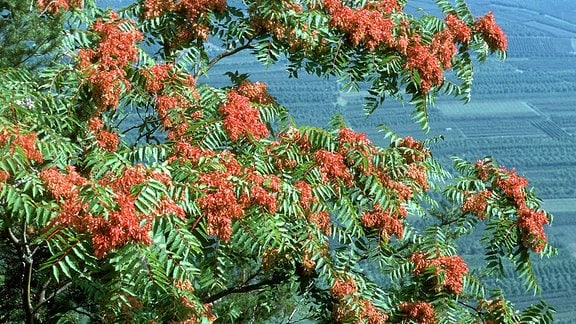 Chinesischer Götterbaum: Baum mit längeren Blättern, wie bei einem Palmenwedel angeordnet und roten Blütenstämmen mit kleinen Blüten, im Hintergrund Wasser.