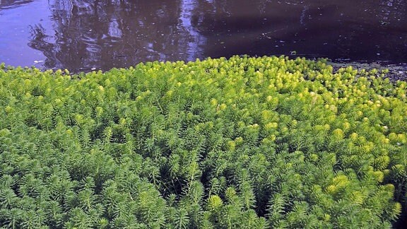 Brasilianisches Tausendblatt: Grüne, flächenfüllende, dicht wachsende Wasserpflanze,, die aus kleinen, säulenartigen Stengeln besteht an denen viele kleine Blätter dran sind.