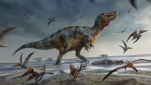 Künstlerische Darstellung eines Spinosaurus, der mit wahrscheinlich mehr als zehn Metern Länge zu den größten fleischfressenden Dinosauriern gehörte.