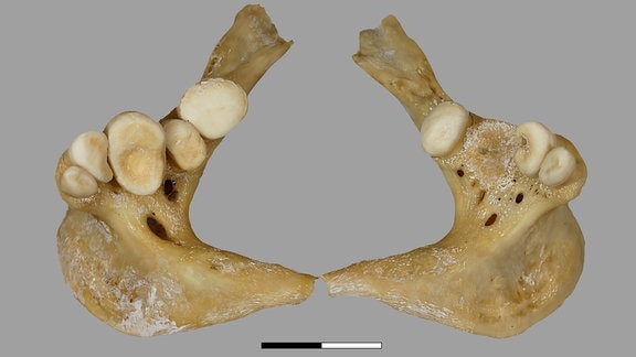 Bei den Augrabungen gefundene Schlundknochen mit Schlundzähnen von einem prähistorischen karpfenartigen Fisch