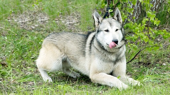 Vierbeiniges Felltier liegt auf den Vorderpfoten im Gras und leckt mit der Zunge übers Maul.