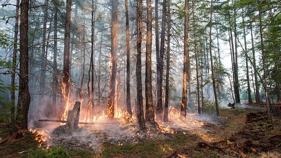 Brennender Wald in Jakutien