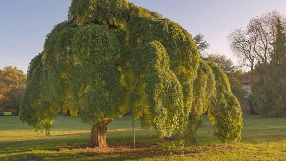 Bäume im Klimawandel: Die Gleditschie , der genügsame Stadtbaum