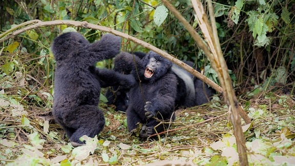 Zwei kleine, flauschige Berggorillas spielen aufrecht auf Waldboden mit erhobenen Händen, der der Kamera Zugewandte mit offenem Mund, sichtbaren Zähnen und geschlossenen Augen wie bei einem Schrei.