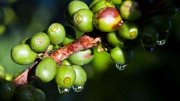 Arabica grüne Kaffeebohnen
