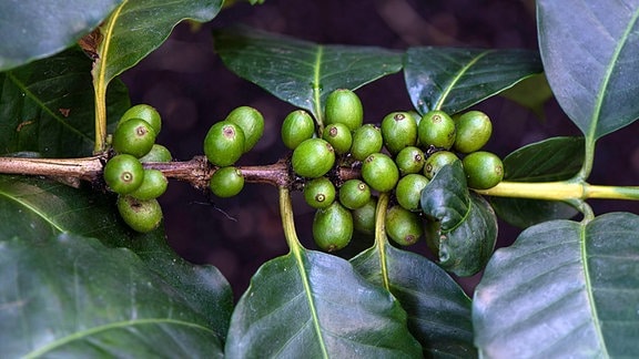 Kaffeepflanze mit Früchten (Coffea Arabica)