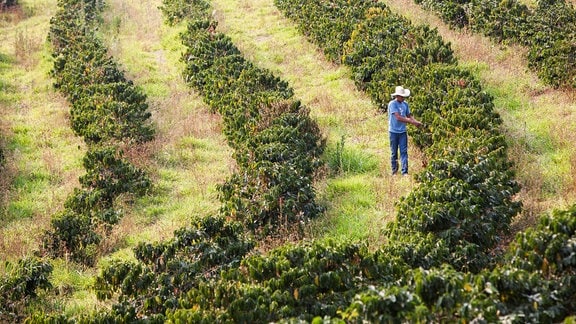 Kontrolle der Kaffeepflanzen auf der Kaffeeplantage Aguas Claras