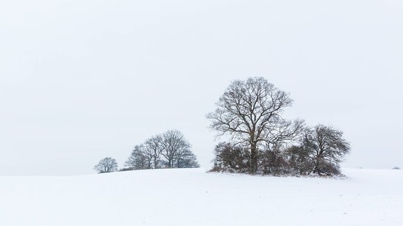 Weiße Winterlandschaft in der Himmel und Landschaft eine weiße Einheit bilden. In der Mitte kahle, dunkle Bäume und Sträucher auf einer Hügelkuppe.