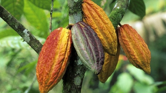Kakaofrüchte hängen in Brasilien an einer Kakaopflanze. 