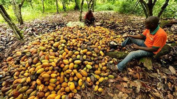 Kakaofrüchte auf dem Boden, darauf zwei Arbeiter, die die Früchte aufschneiden.
