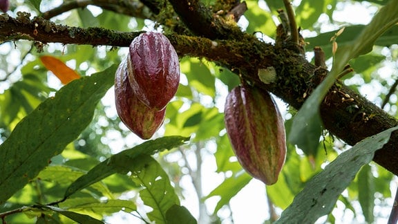 Samen des Kakaobaums (Theobroma cacao), der im Wald von Costa Rica wächst.