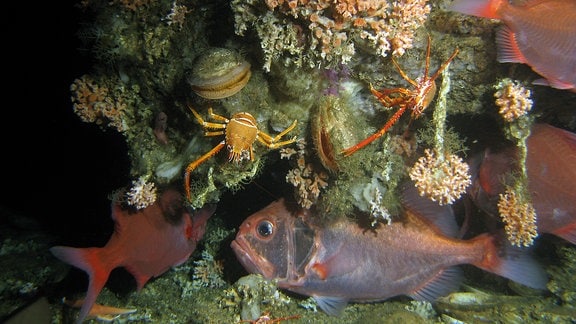Die Steinkorallen Lophelia pertusa und Madrepora oculata auf einem Korallenhügel vor Mauretanien. Die Riffe dienen Fischen, Krebsen, Muscheln und vielen anderen Bewohnern als Lebensraum