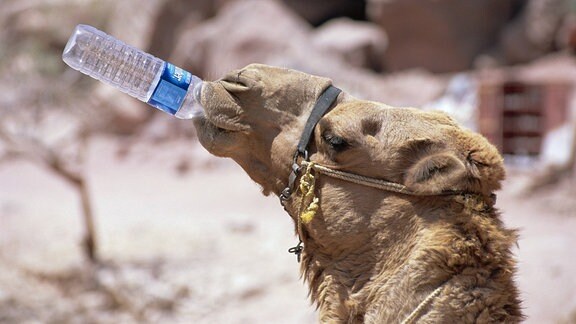 Ein Kamel trinkt Wasser aus einer Flasche.