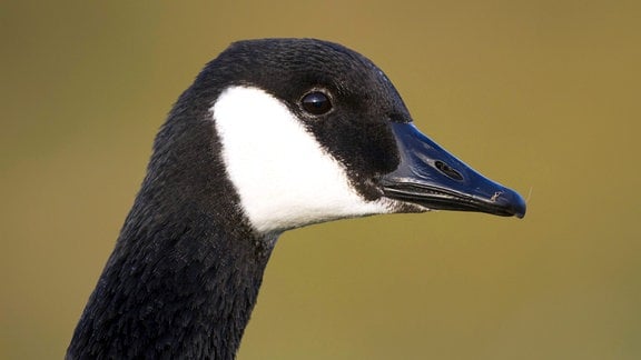 Kanada-Gans (Branta canadensis)