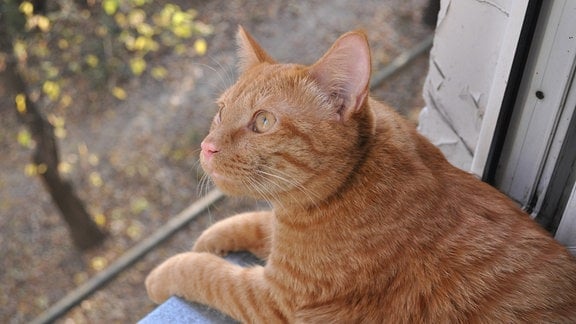 Orangefarbene Katze sitzt lehnt mit beiden Pfoten aus Fenster und schaut leicht nach oben, im Hof unscharf ein Baum