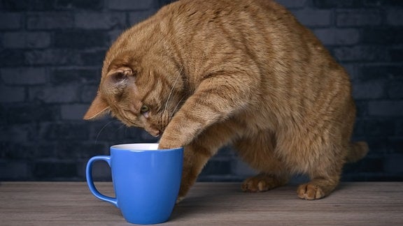 Eine Katze steckt ihre Pfote in eine Tasse.