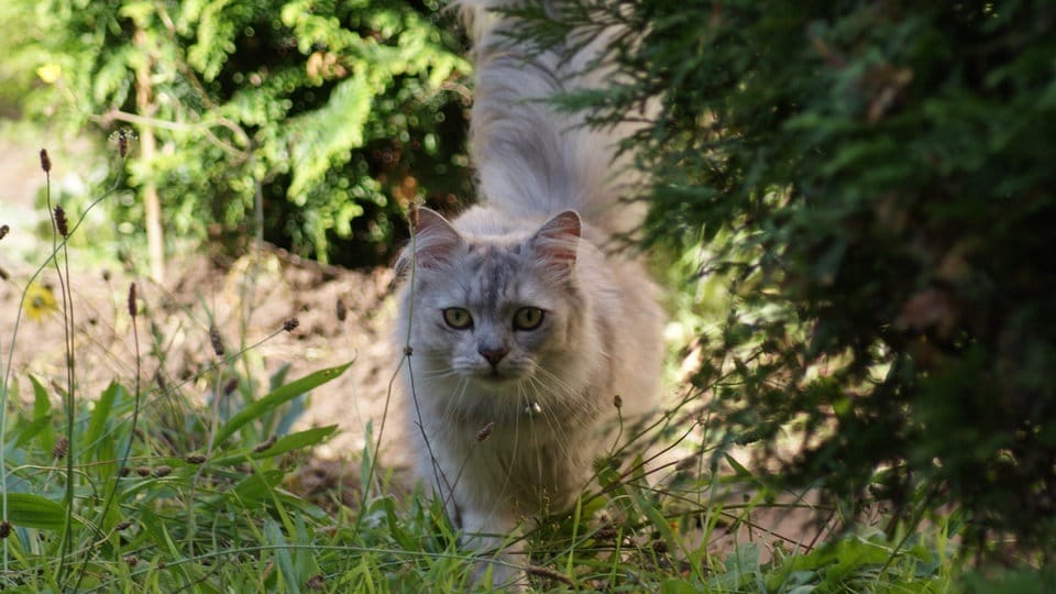 Gatos: por qué deambular al aire libre es un problema real