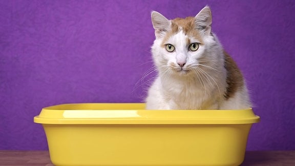 Weiß-orangefarbene Katze sitzt in gelbem Katzenklo vor lilafarbeneer Wand und schaut sinnierend leicht an Kamera vorbei.