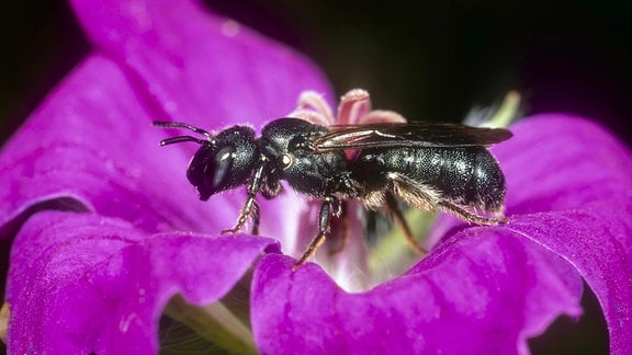 Keulhornbiene auf einer Blüte