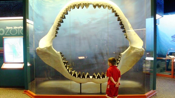 Ein Kind steht vor einer Vitrine mit einem riesigen Haikiefer darin.