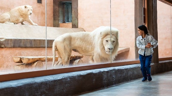 kleines Mädchen und Löwe hinter Glas im Zoo