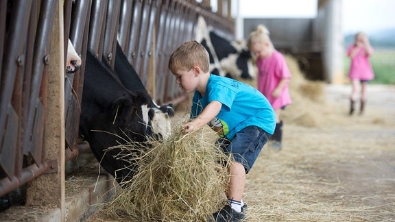 Kinder bei Kühen auf einem Bauernhof