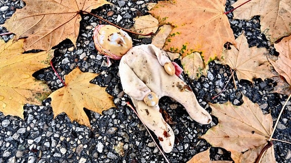 Die verlorene Kinderpuppe liegt auf dem nassen Boden zwischem Herbstlaub.