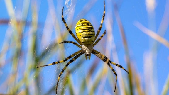 Eine kleine Wespenspinne auf der Wiese