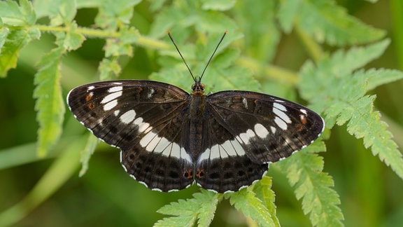 Kleiner Eisvogel sitzt auf einem Farnblatt
