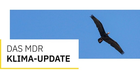 Ein Vogel vor blauem Himmel, daneben die Aufschrift MDR Klima Update.