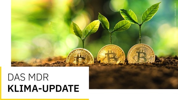 Logo Klima Newsletter: Bitcoin-Münzen im Wald, aus denen kleine Setzlinge wachsen.